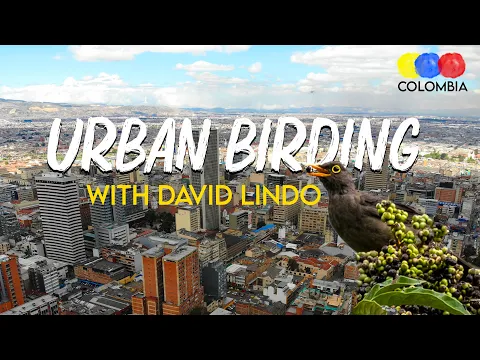 Urban Birding with David Lindo | The Urban Birder