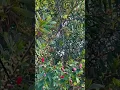 Download Lagu Kolibri im Garten in Uruguay