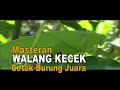 Masteran Walang Kecek, Cetak Burung Juara, durasi 2 jam tanpa putus