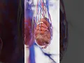 Lagu Growth of a testicular tumor  #anatomy #biology #3d