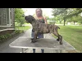 Cane Corso A Day in the Life