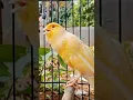 Download Lagu Canary AF full tembakan#canario #pancingankenaribiargacor #bird#masterankenarifullisian #canaris
