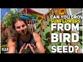 Can You Grow Sunflower Seeds From a Bird