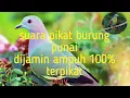Lagu SUARA PIKAT BURUNG PUNAI DIJAMIN AMPUH BIASA DIGUNAKAN UNTUK BERBURU NYANGGONG @zaniehunter
