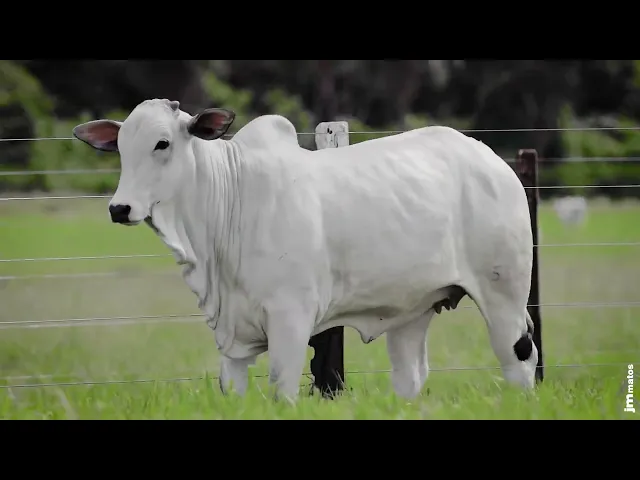 Novilha Nelore AFOM - 5550