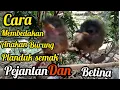 Lagu cara membedakan anakan burung planduk semak jantan dan betina