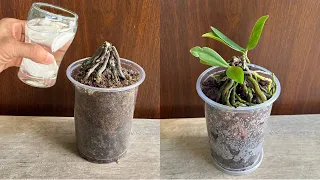 Đổ 1 ly! Cây lan thối rễ tạo mầm và hoa mới lập tức