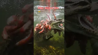 It Took Seconds Piranhas Kills Alligator Legendary Fight Animals Wildlife 