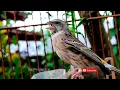 Download Lagu Suara burung black throat gacor