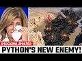 A New Predator Is Taking Down Florida s Pythons The Footage Is Incredible