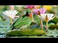 Water Lily Pond 🪷 3 Hours Relaxing Piano, Water Sounds & Birdsong for Sleep, Study & Calm