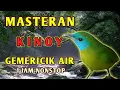 Download Lagu Masteran Suara Burung Kinoy Gacor Tembakan Tajam untuk Isian Murai Kacer cucak Ijo