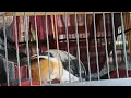 Download Lagu special obral bongkaran besar-besaran tebus Palapa dan burung-burung masteran lainnya