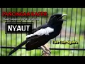 Download Lagu Pancingan Kacer Gacor Bikin Emosi! Suara Kacer Fighter Full Isian