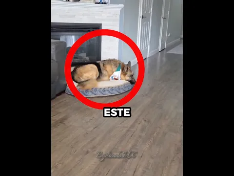 El perro más mexicano🇲🇽😍🇺🇸 #youtubeshorts