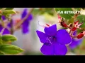 Download Lagu Karaoke Âm Thầm Yêu Em    Châu Gia Kiệt