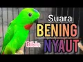 Download Lagu SUARA BURUNG serindit gacor BENING buat PANCINGAN SERINDIT agar EMOSI NYAUT