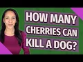 How many cherries can kill a dog