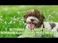 10 Things All Lagotto Romagnolo Owners Must Never Forget