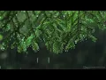 Light Rain in the Woods 🌳 🌧🌲 Relaxing Rainstorm White Noise for Sleep