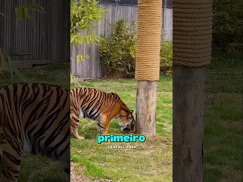Nunca suba na árvore pra fugir de um tigre! 😮🐯