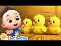 Lagu Baby Chicks Peep Peep | EP129 | Farm Animal Series | Kids Songs \u0026 Nursery Rhymes | LiaChaCha