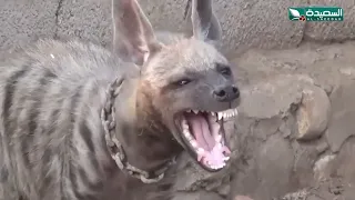شاهد رجل يربي الضباع المفترسة في منزله بوادي مور ويرفض بيعها رغم مخاوف الأهالي 