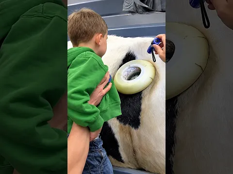 اغرب 5 حاجات عملها البشر فى الحيوانات! #shorts #animals