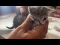 kitten cat eye infection closed crusted puss Terramycin