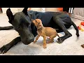 Tiny Abandoned Puppy Finds Comfort in a Giant Great Dane and Their Friendship Changes Her Life