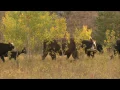 The Farmer in the Dell, Music Video for Children - FreeSchool Early Birds