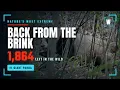 The Giant Panda Back From the Brink Wildometer