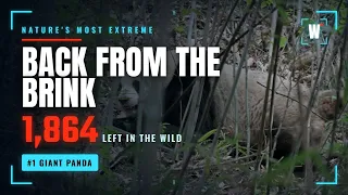 The Giant Panda Back From the Brink Wildometer