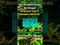 Download Lagu DO KHUSUS BERDAGANG.PENARIK PEMBELI berdatangan