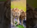 Download Lagu Kidong'oe y Olubi (Sub Rongai lions) #shorts #lions #wildlife #bigcats