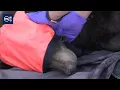 Black bear euthanized after being spotted in Logan