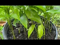 Easy way to grow Quenepa Spanish lime in Florida 2025