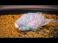 Everything About Budgies Cage Diet Gender Health and Training