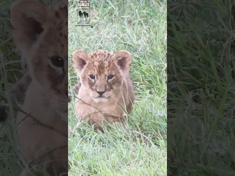 🦁🦁 Lovely Lion Cubs in the Mara Ripoi Conservancy 🦁🦁 #vivoX300pro #wildlife
