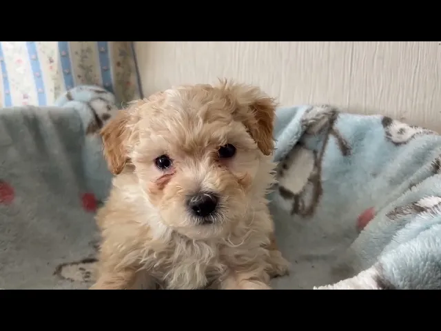 動画