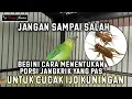 Lagu Takaran Jangkrik Yang Pas Untuk Setelan Harian Cucak Ijo Kuningan Agar Cepat Nopeng - BONJOL KICAU