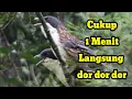 Download Lagu suara burung pentet matahari