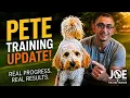 Pete s Training Update Amazing Progress with Joe the Dog Trainer