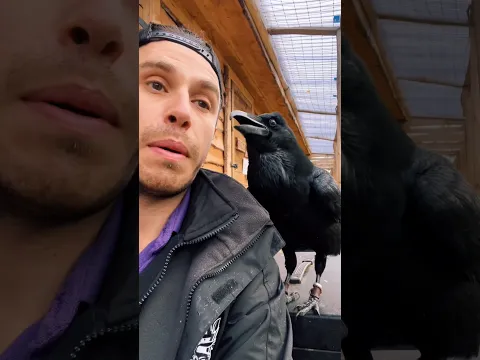 Things Ravens Won't Tell You 🐦‍⬛🤫