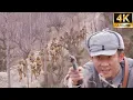 Download Lagu 八路軍在日軍必經之路設下埋伏，將日軍全部擊斃！#槍戰 #狙擊 #戰爭 #功夫 #抗日