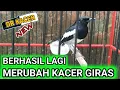 Download Lagu DILUAR NALAR🔥🔥BARU 1 HARI KACER INI SUDAH TUNDUK | RAWATAN KACER GIRAS JADI JINAK