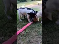 lab pointer mix peytonssafehaven7558