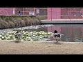 Serene Stroll through Central Park at Playa Vista - Los Angeles