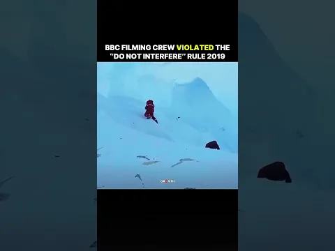 BBC Filming Crew Violated the ‘’Do Not Interfere’’ Rule 2019.