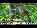 Download Lagu 🔴 Sikatan Londo Gacor Suara Jernih | nightingale | bird chirping